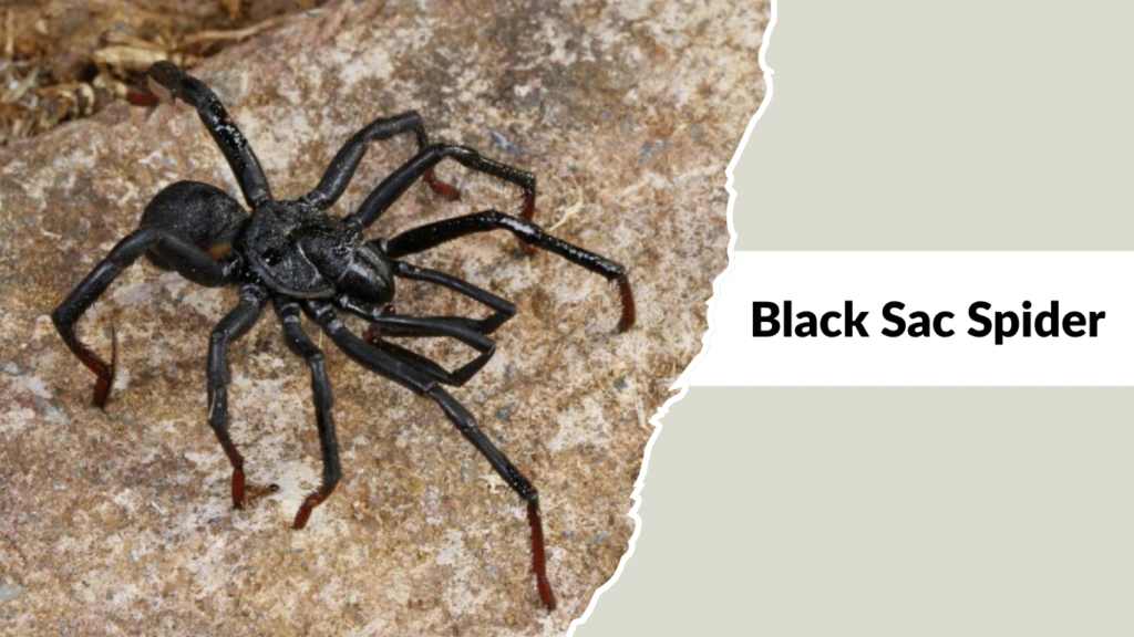 Black Sac Spider