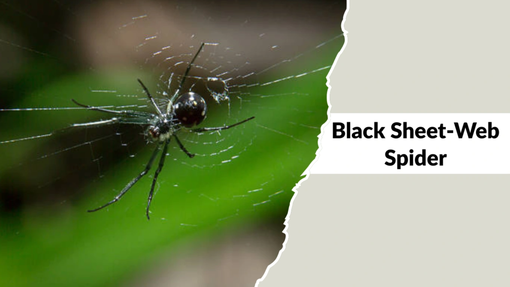 Black Sheet-Web Spider