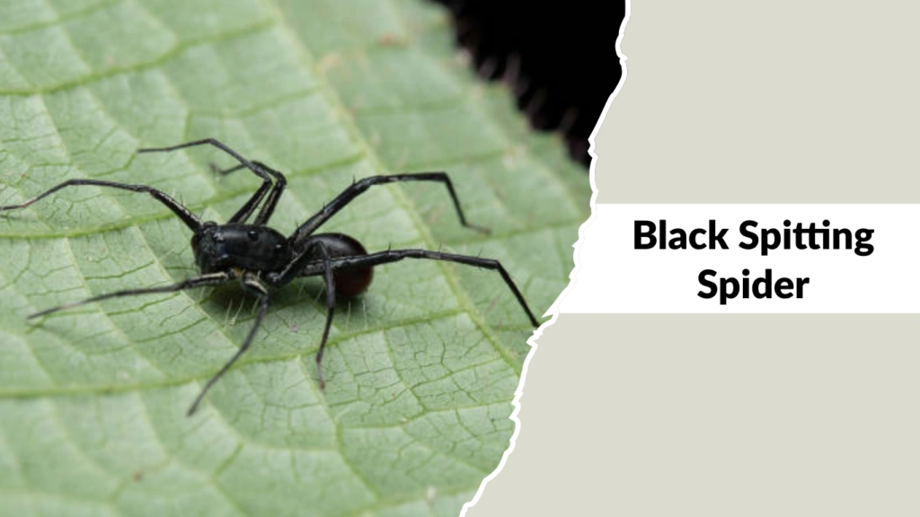 Black Spitting Spider