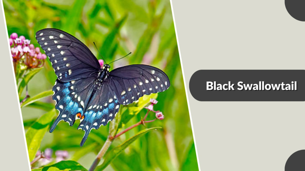 Black Swallowtail