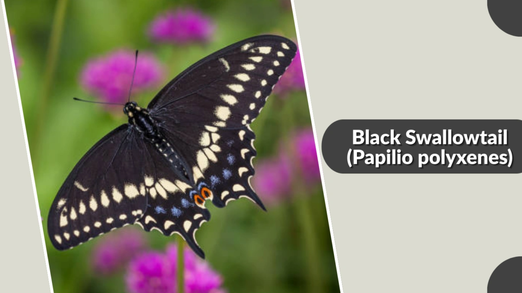 Black Swallowtail (Papilio polyxenes)