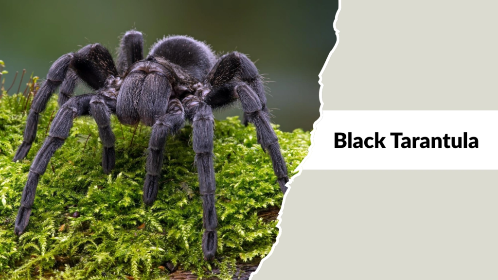 Black Tarantula