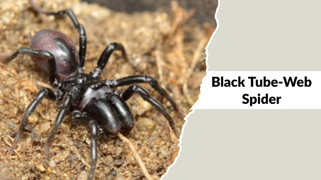 Black Tube-Web Spider
