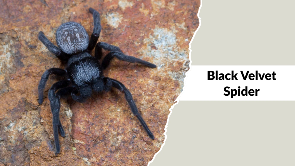 Black Velvet Spider