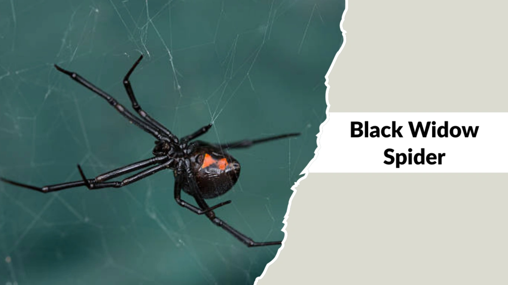 Black Widow Spider