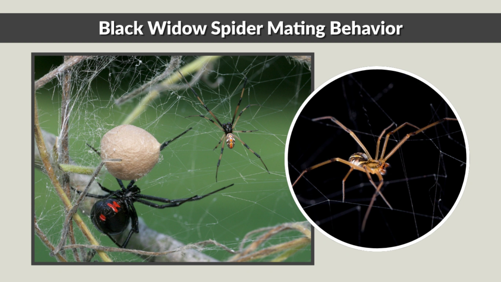 Black Widow Spider Mating Behavior