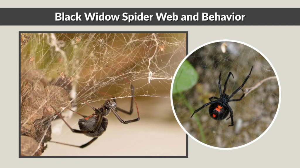 Black Widow Spider Web and Behavior