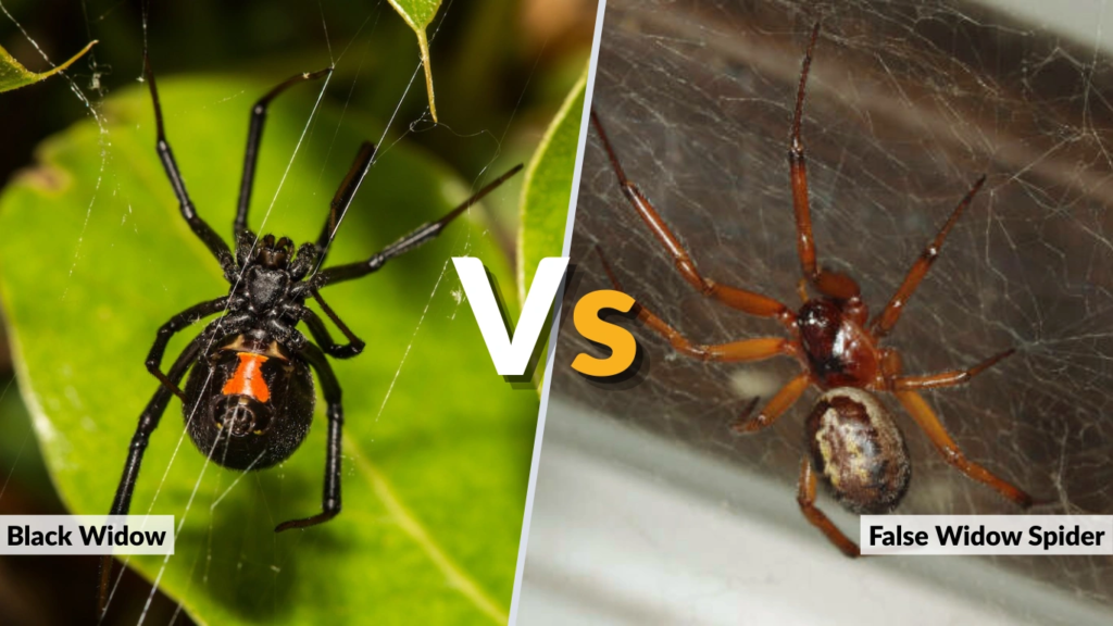 Black Widow vs False Widow Spider Key Differences