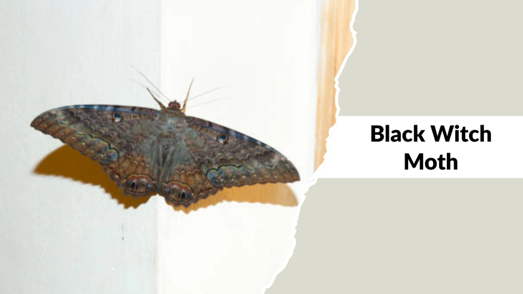 Black Witch Moth