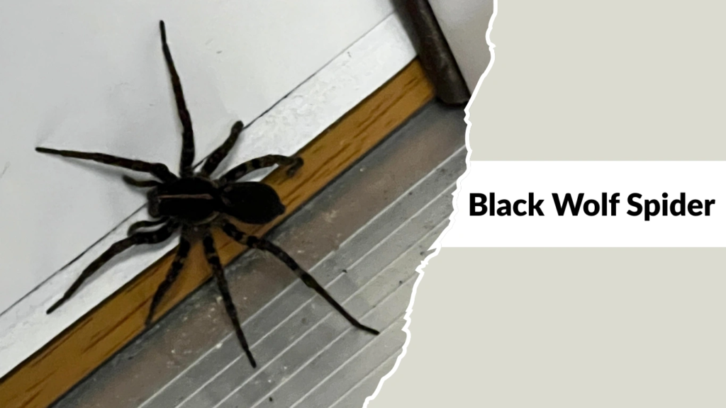 Black Wolf Spider