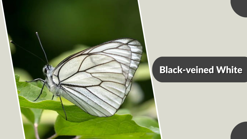 Black-veined White