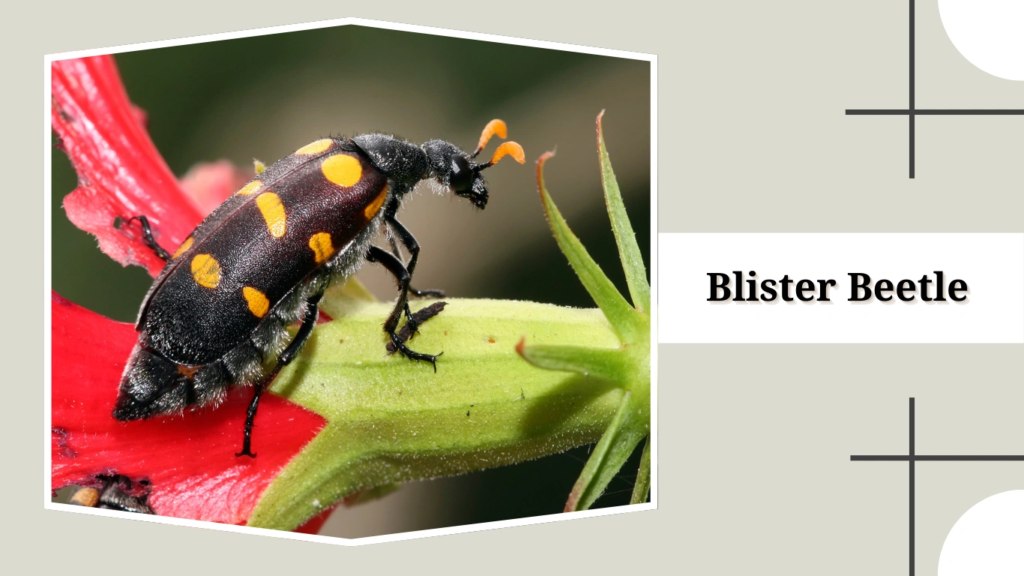 Blister Beetle