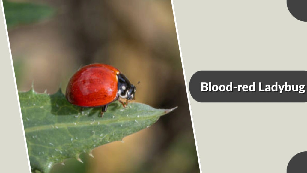 Blood-red Ladybug