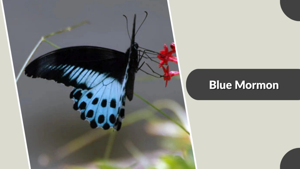 Blue Mormon