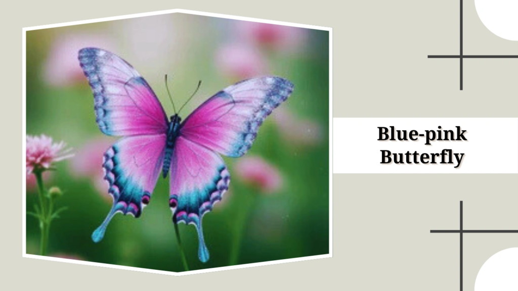 Blue-pink Butterfly