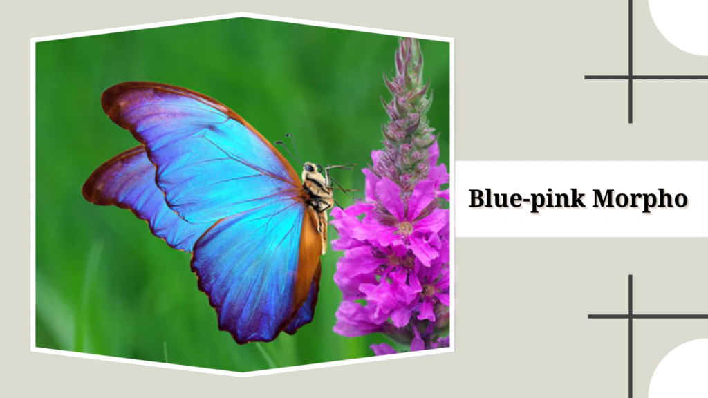 Blue-pink Morpho