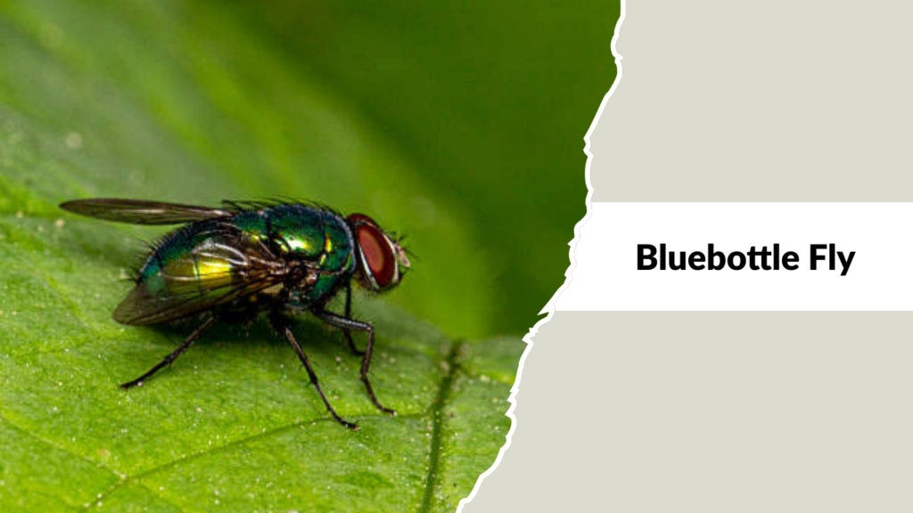 Bluebottle Fly