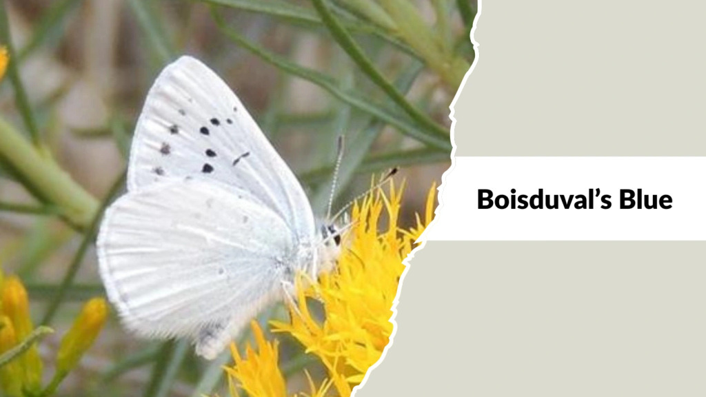 Boisduval’s Blue