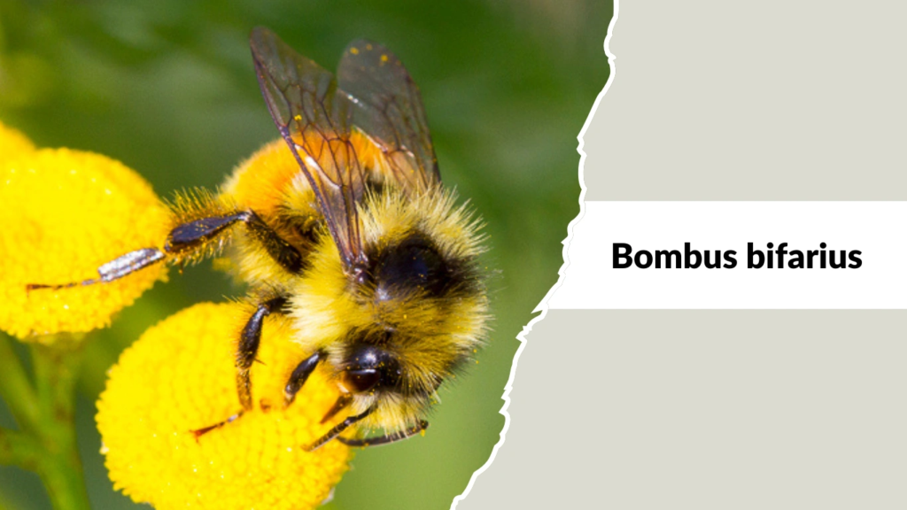 Bombus bifarius