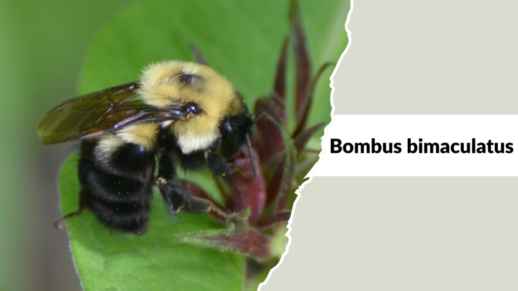 Bombus bimaculatus