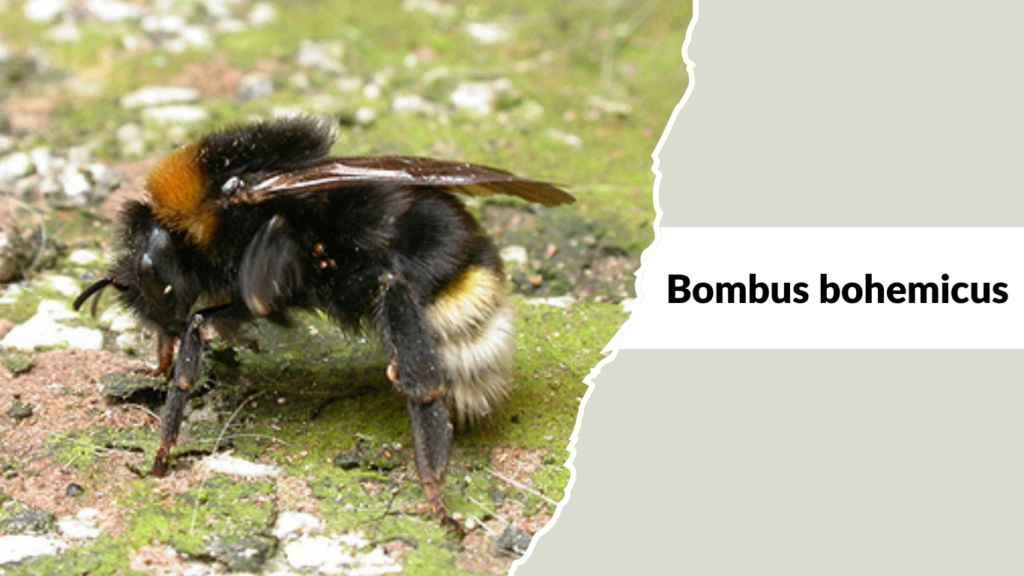 Bombus bohemicus