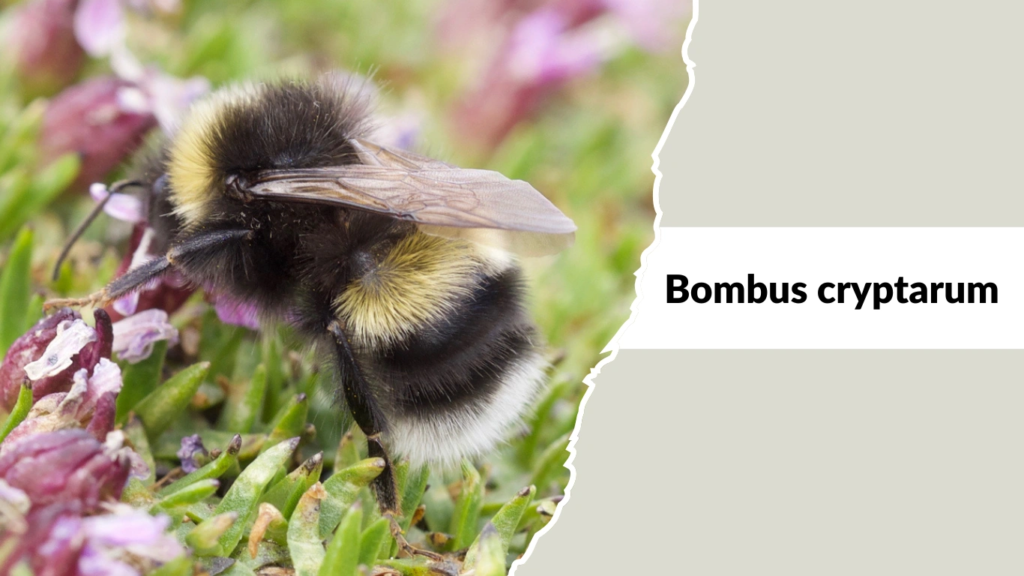 Bombus cryptarum