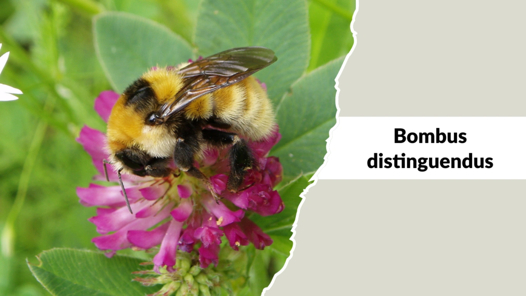 Bombus distinguendus