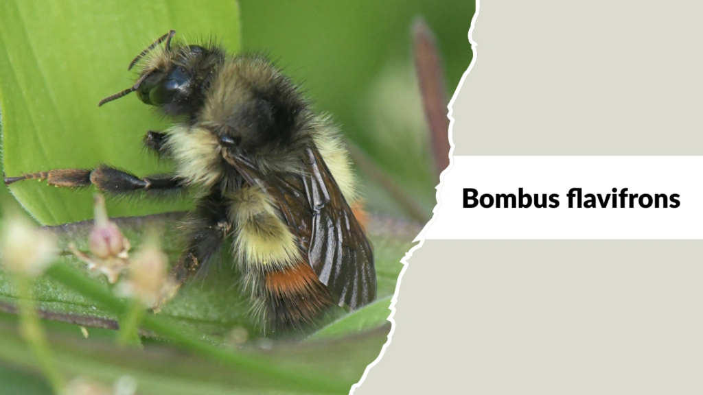 Bombus flavifrons