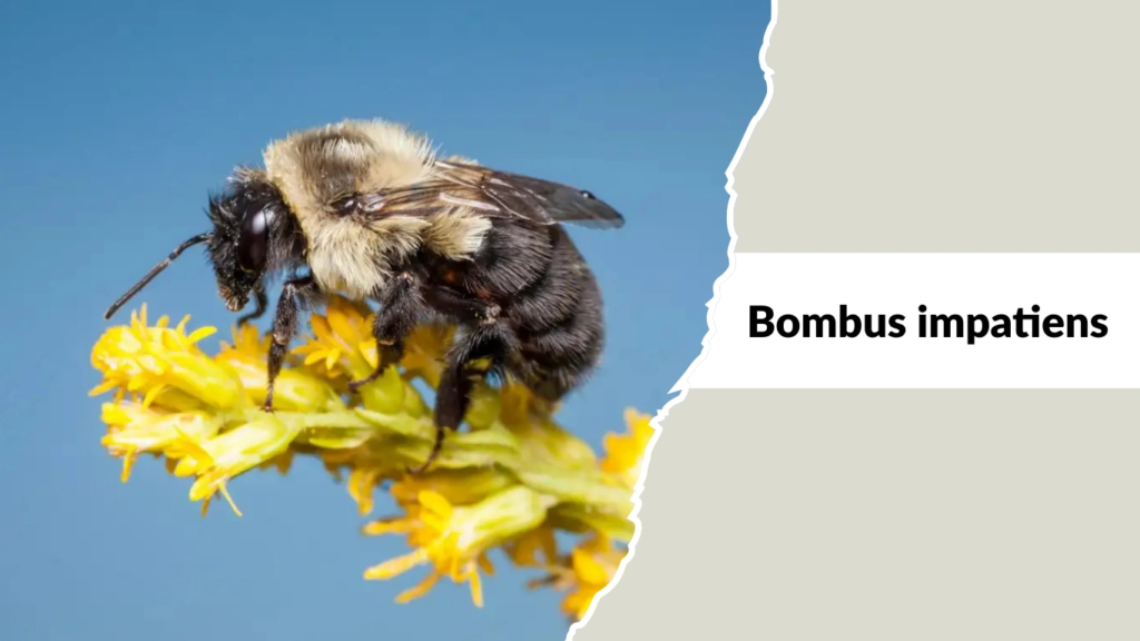 Bombus impatiens