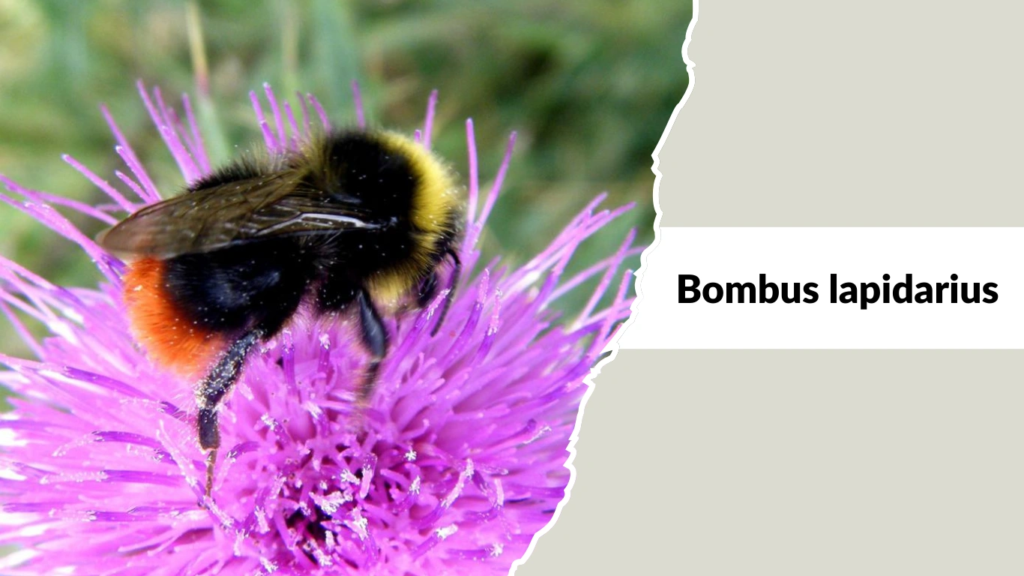 Bombus lapidarius