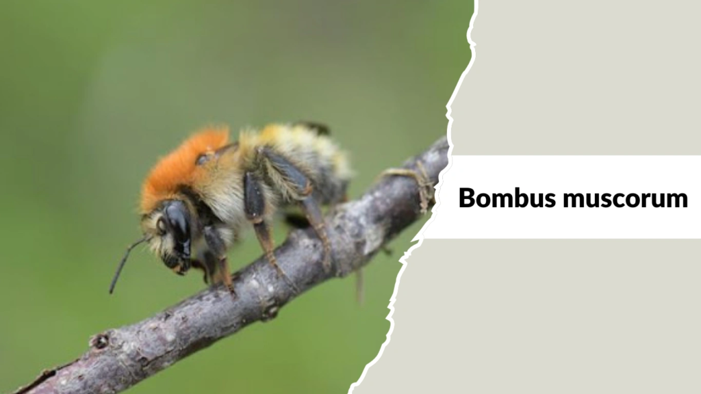Bombus muscorum