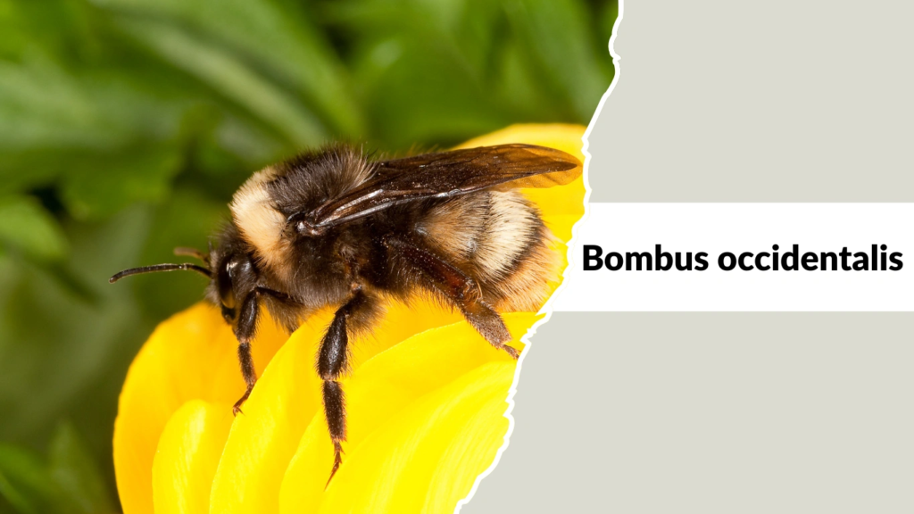 Bombus occidentalis