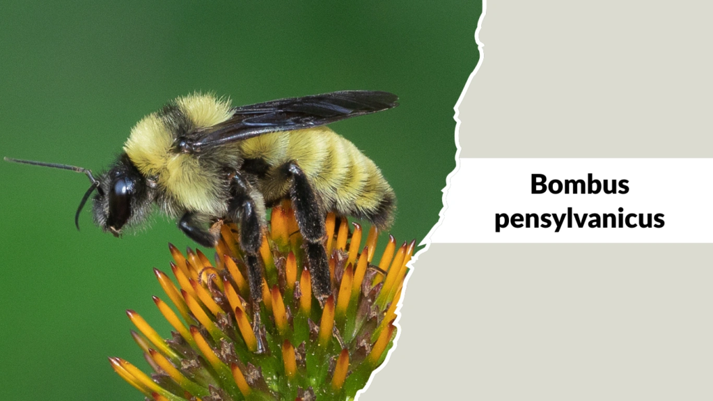 Bombus pensylvanicus