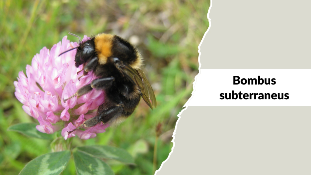 Bombus subterraneus