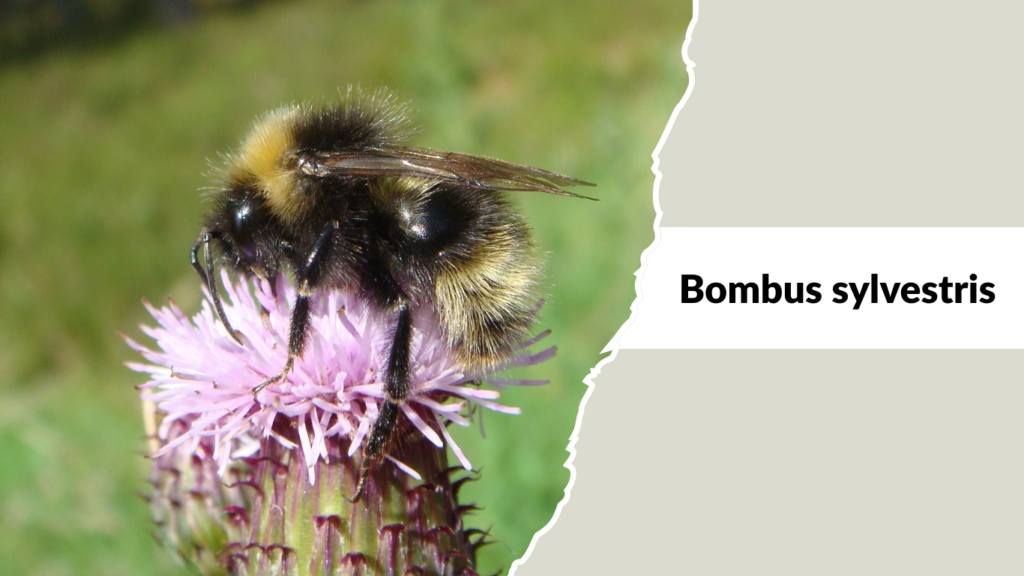 Bombus sylvestris