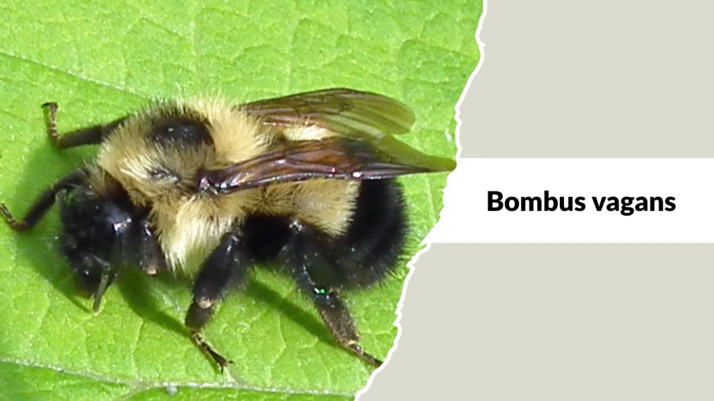 Bombus vagans