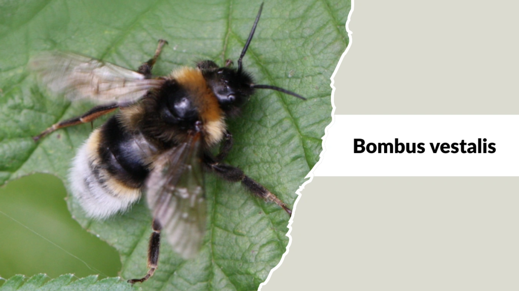 Bombus vestalis
