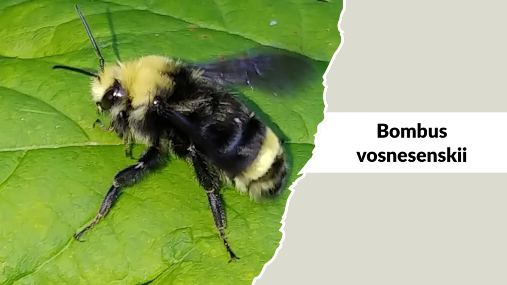 Bombus vosnesenskii