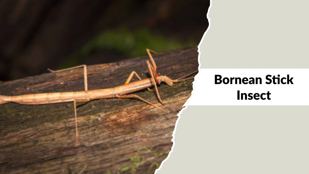 Bornean Stick Insect