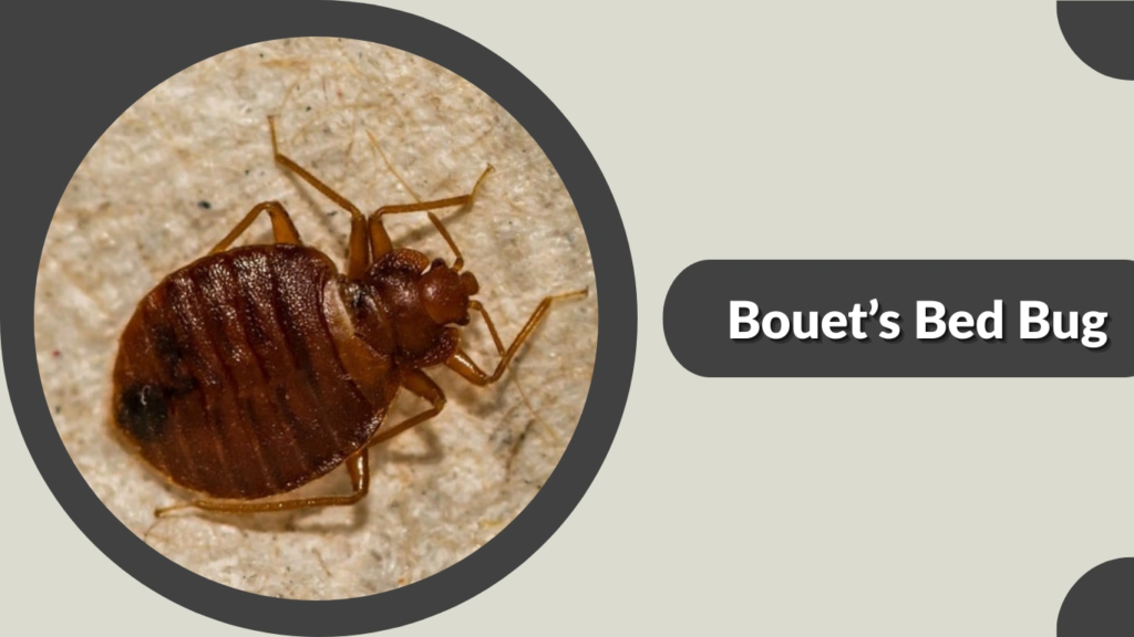 Bouet’s Bed Bug