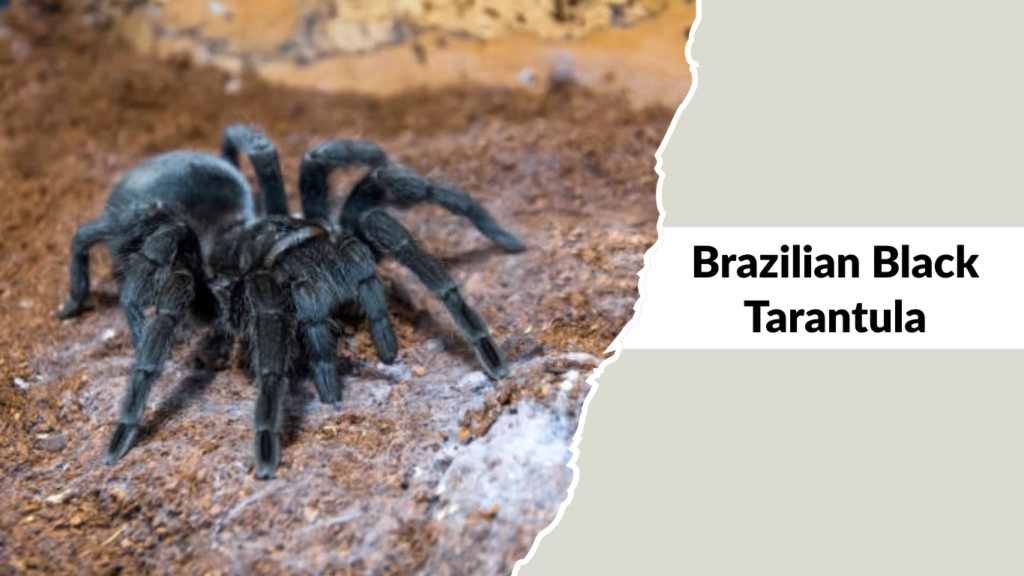 Brazilian Black Tarantula