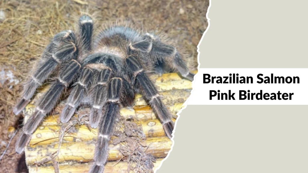 Brazilian Salmon Pink Birdeater