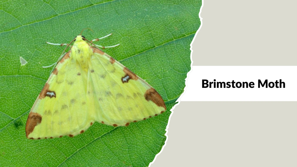 Brimstone Moth