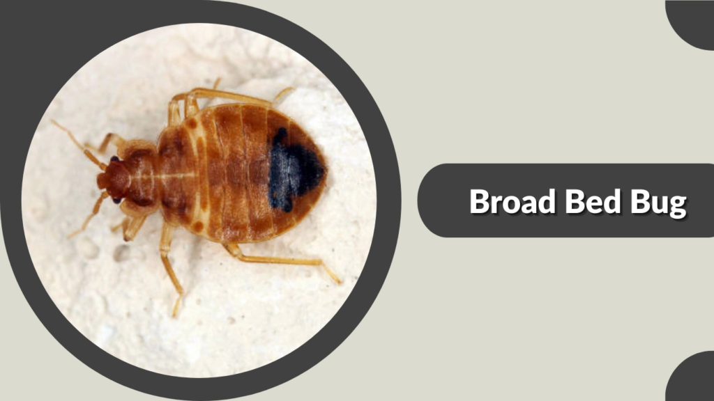 Broad Bed Bug