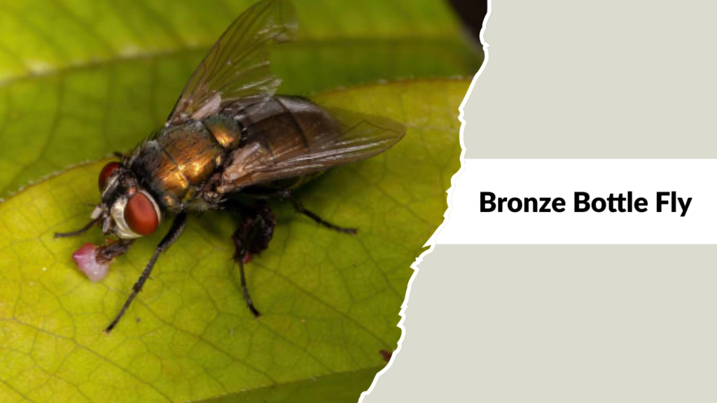 Bronze Bottle Fly