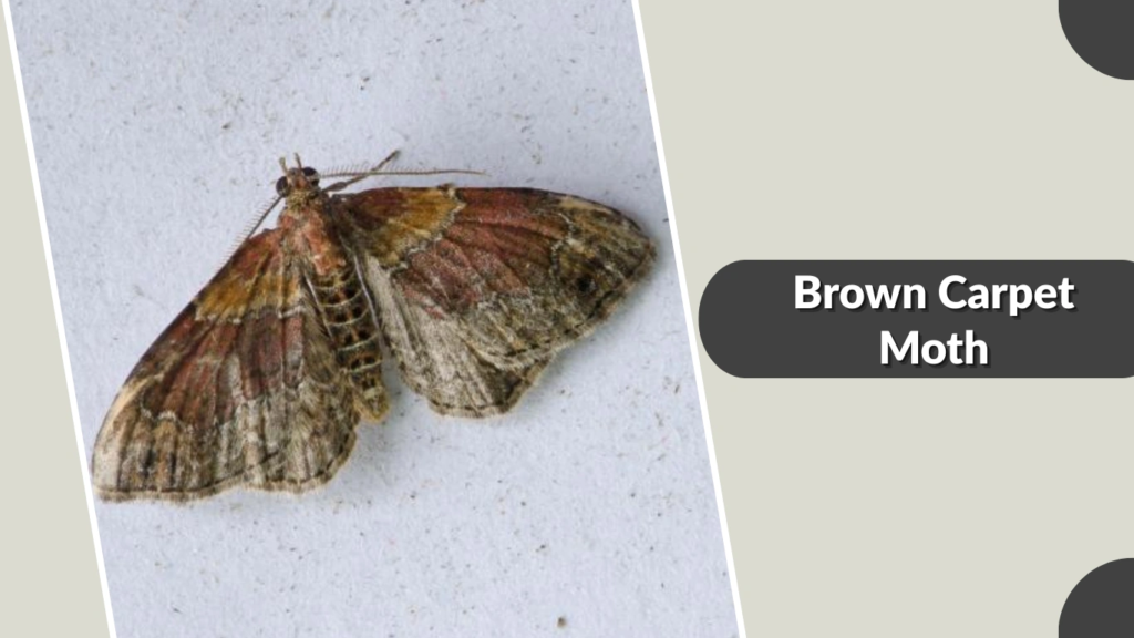 Brown Carpet Moth