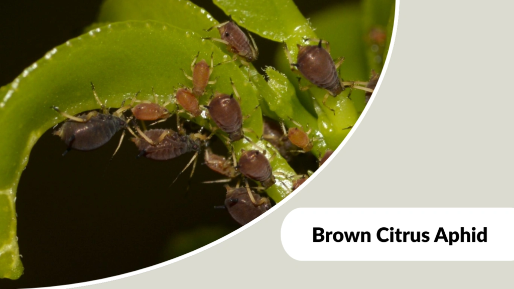 Brown Citrus Aphid
