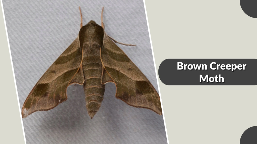 Brown Creeper Moth