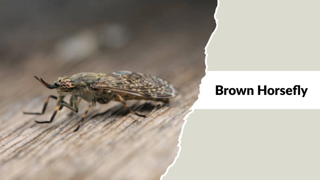 Brown Horsefly