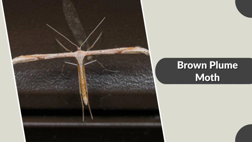 Brown Plume Moth
